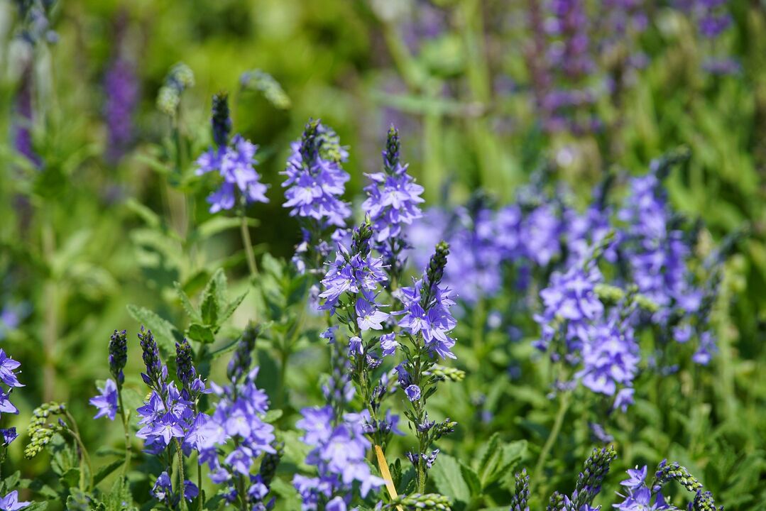 Veronica plant for the treatment of fungi