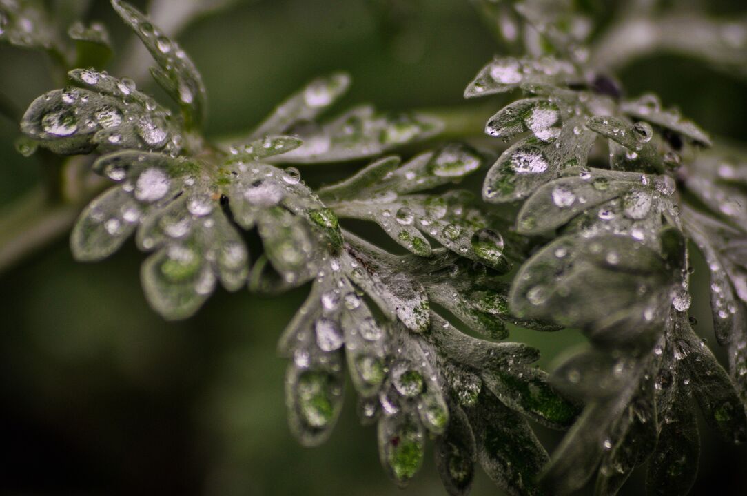 Wormwood to treat fungus