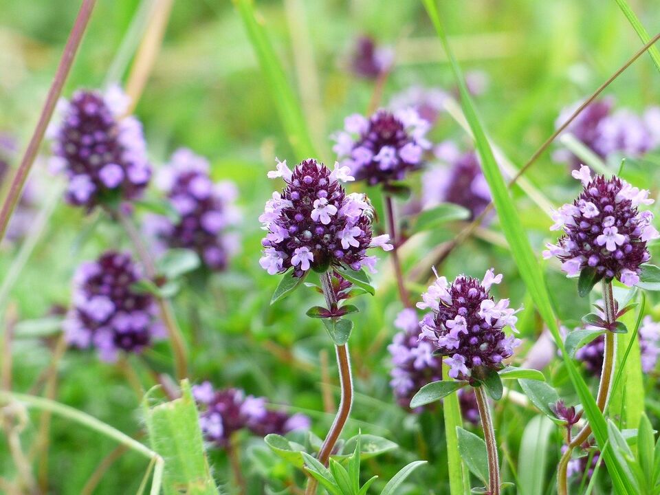 thyme plant for fungus treatment
