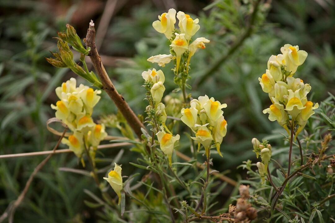 toadflax plant for fungus treatment