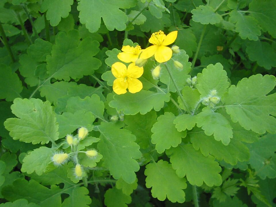 Cultivated everywhere, celandine helps to get rid of toenail fungus quickly